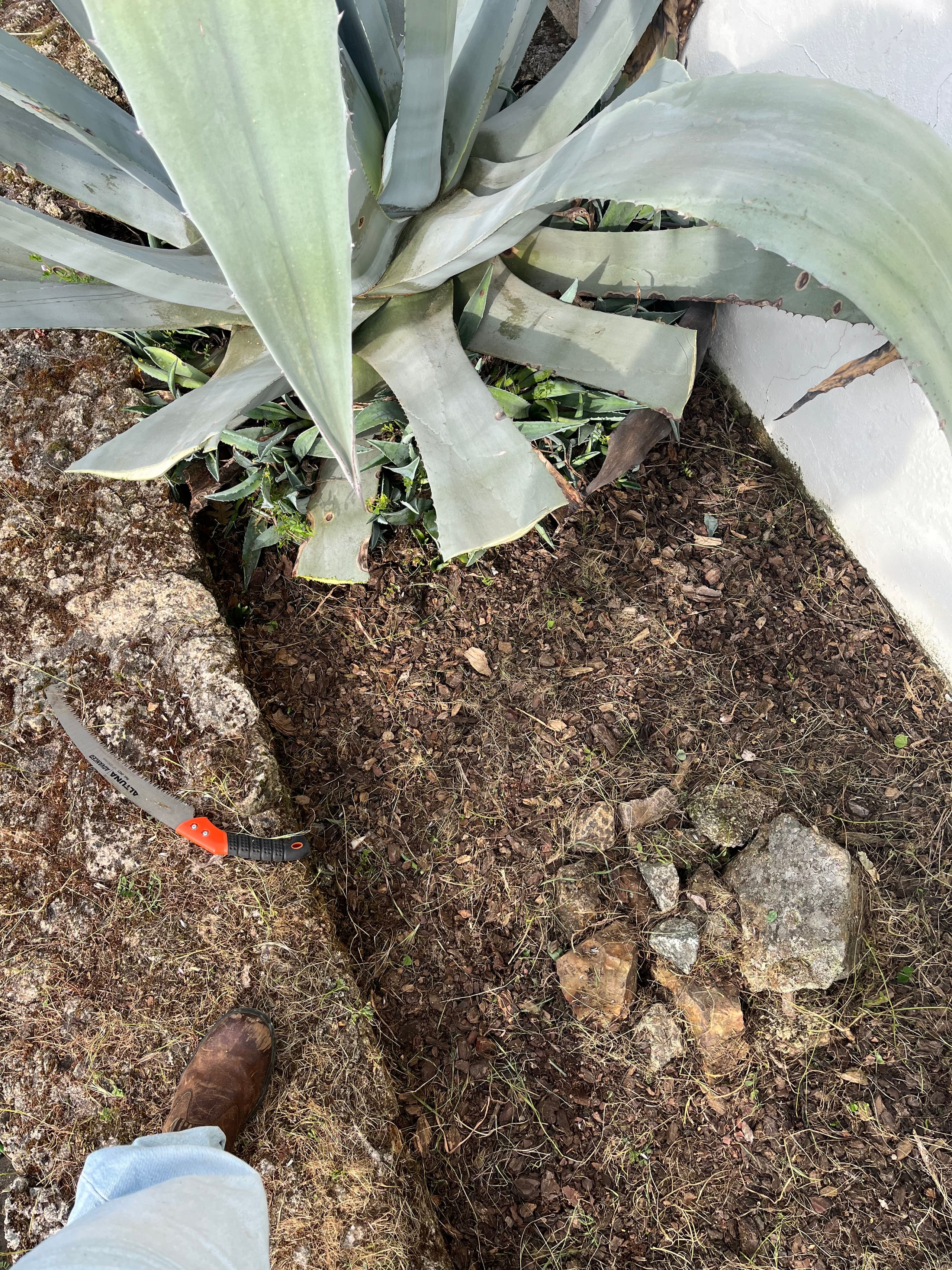 Große Agave im Beet an einer Hausecke, daneben eine Gartensichel
