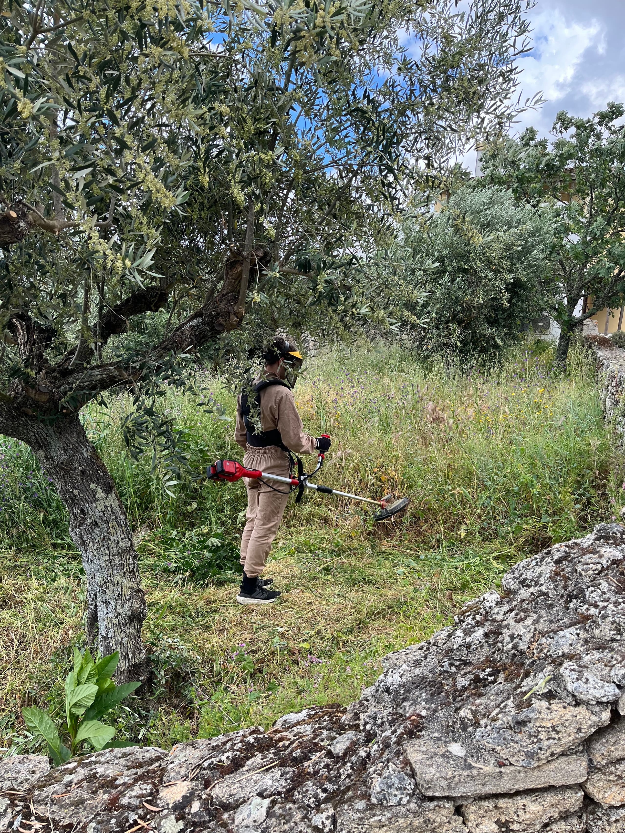 Person mit Freischneider mäht hohes Gras zwischen Olivenbäumen und Steinmauer.