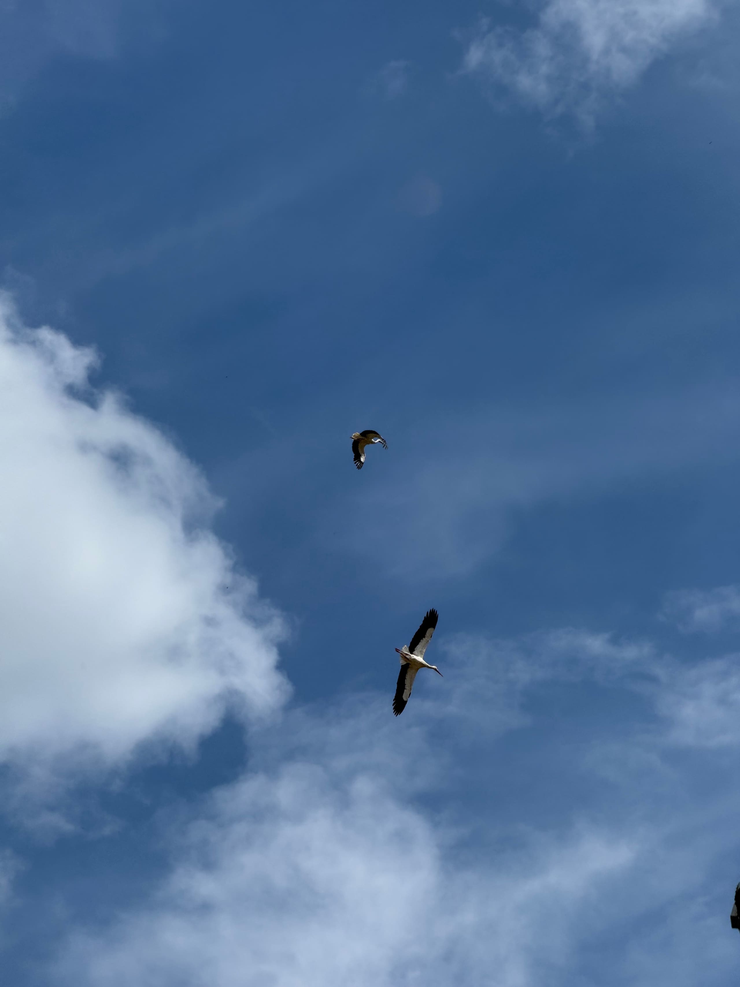 Zwei Störche fliegen hoch am blauen Himmel mit weißen Wolken.