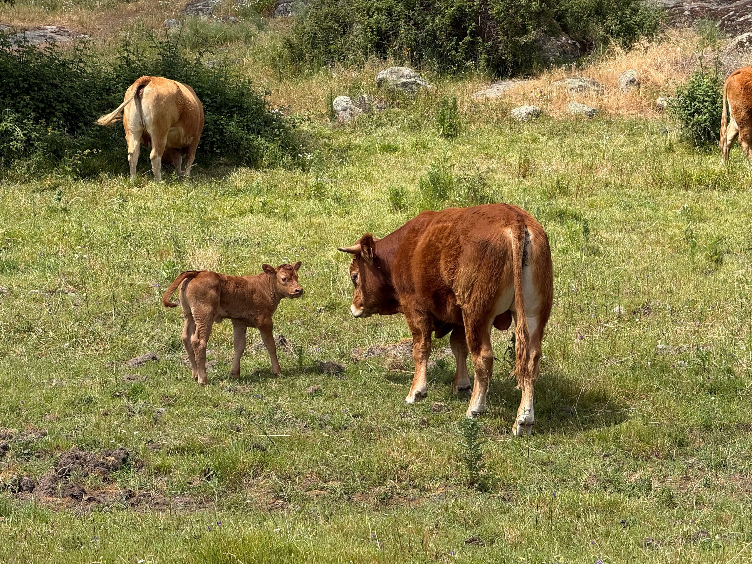 Kuh mit Kalb auf grüner Weide, im Hintergrund weitere Rinder.