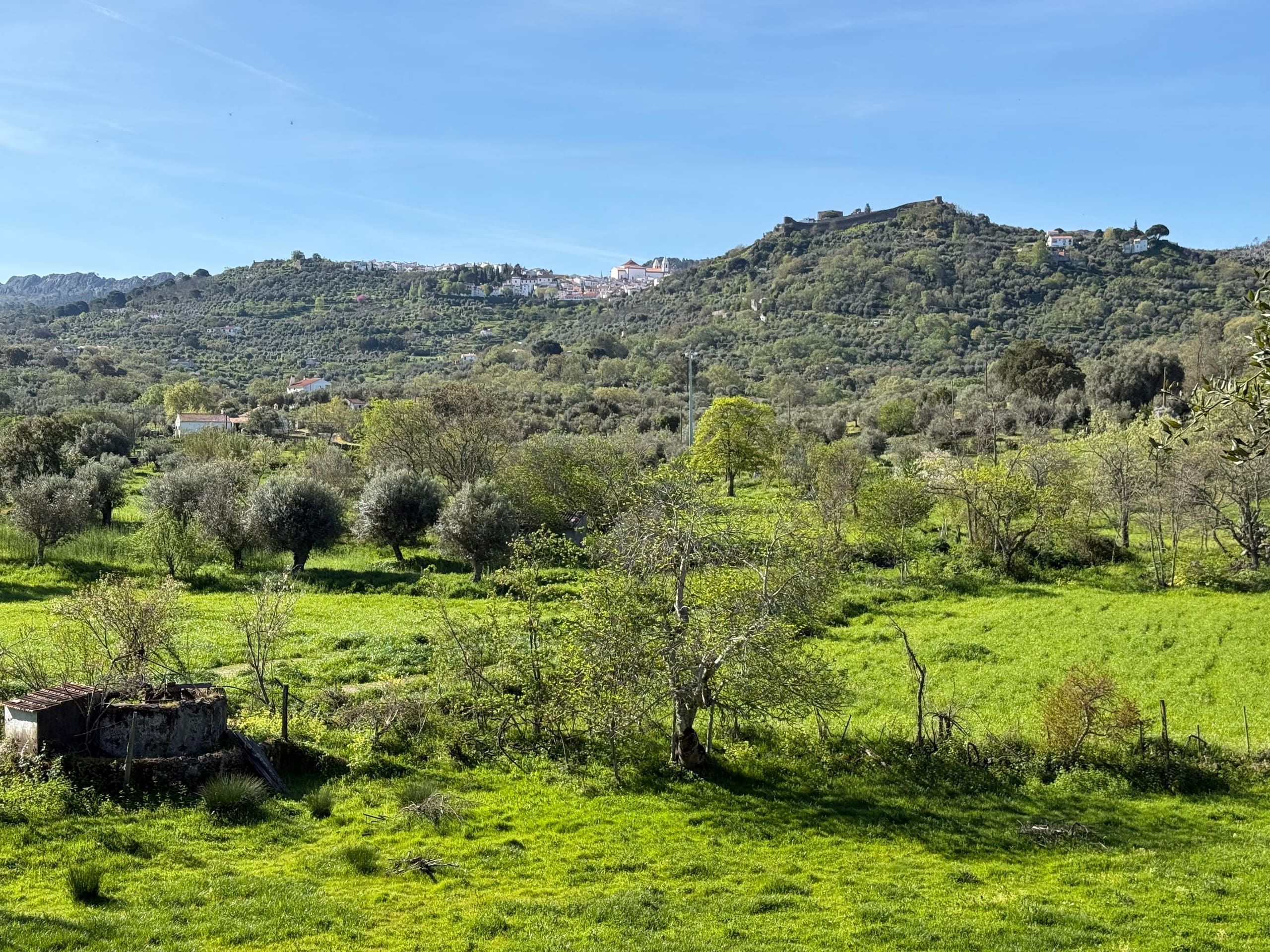 Grüne Wiese mit Olivenbäumen, im Hintergrund ein Dorf auf einem Hügel