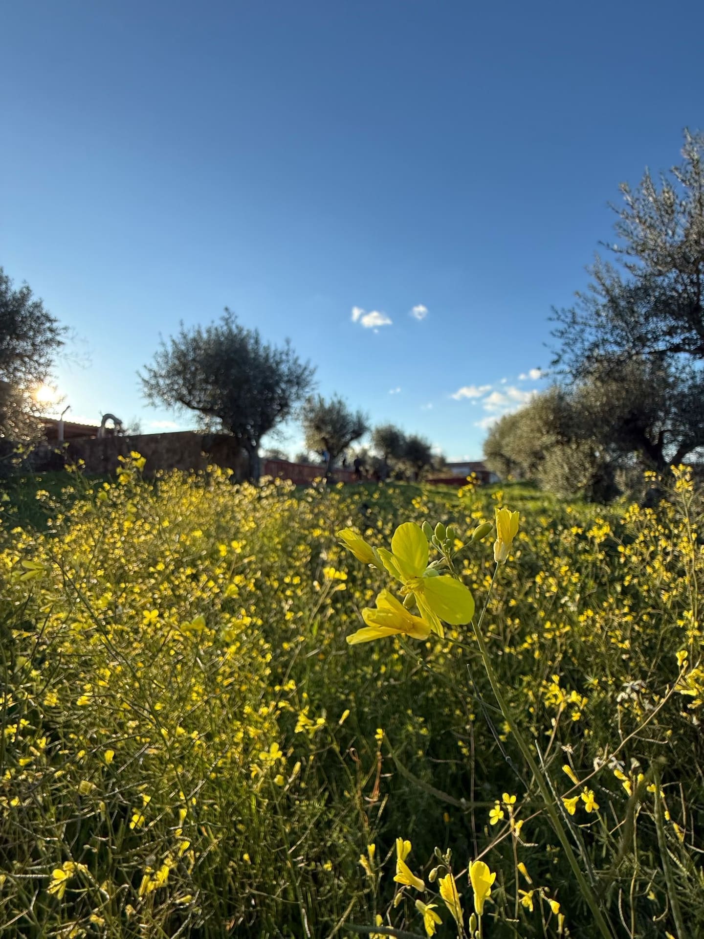Gelbe Wildblumen auf einer Wiese mit Olivenbäumen im Hintergrund bei Sonnenuntergang