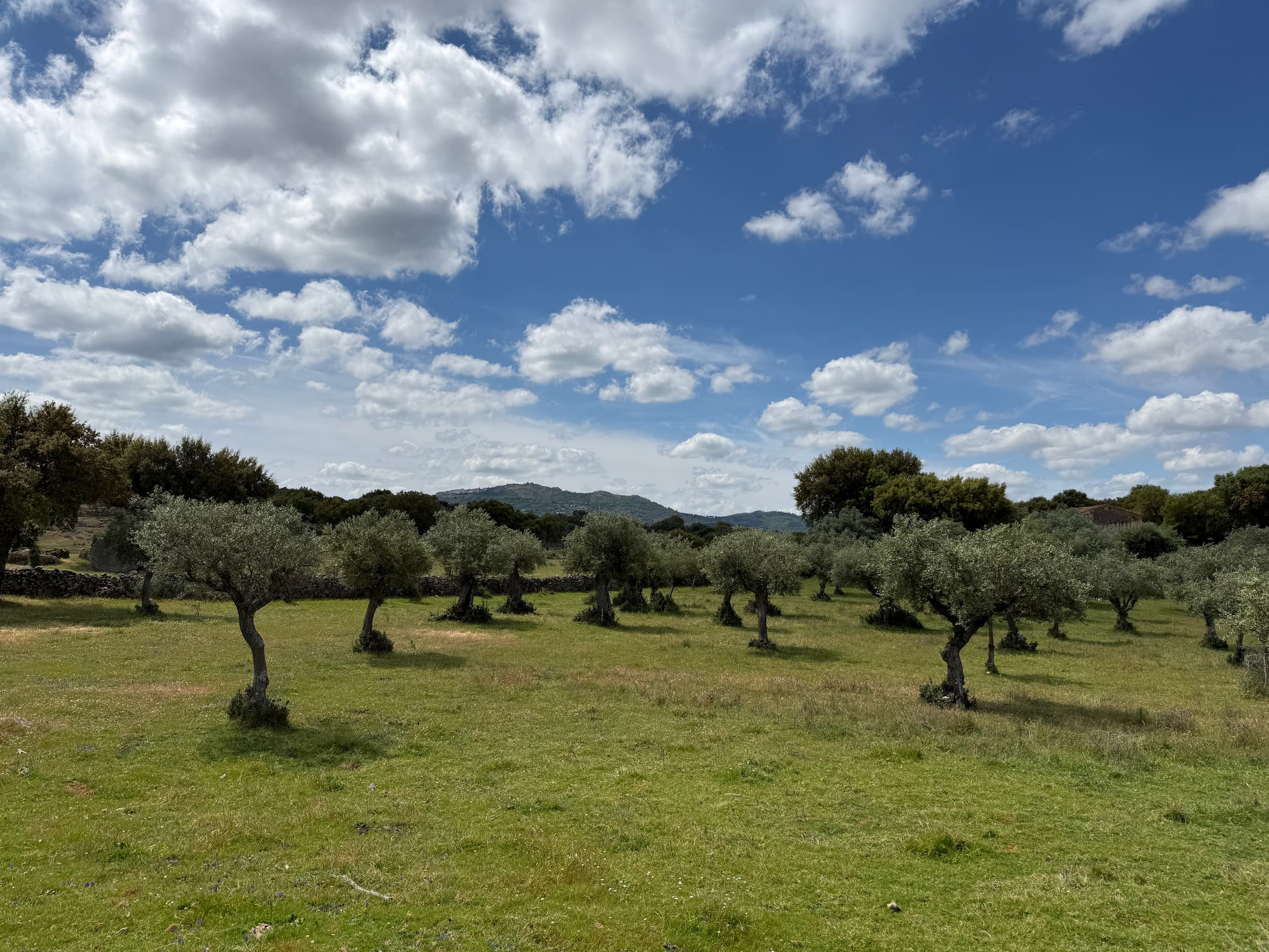 Olivenhain auf einer grünen Wiese unter blauem Himmel mit Wolken