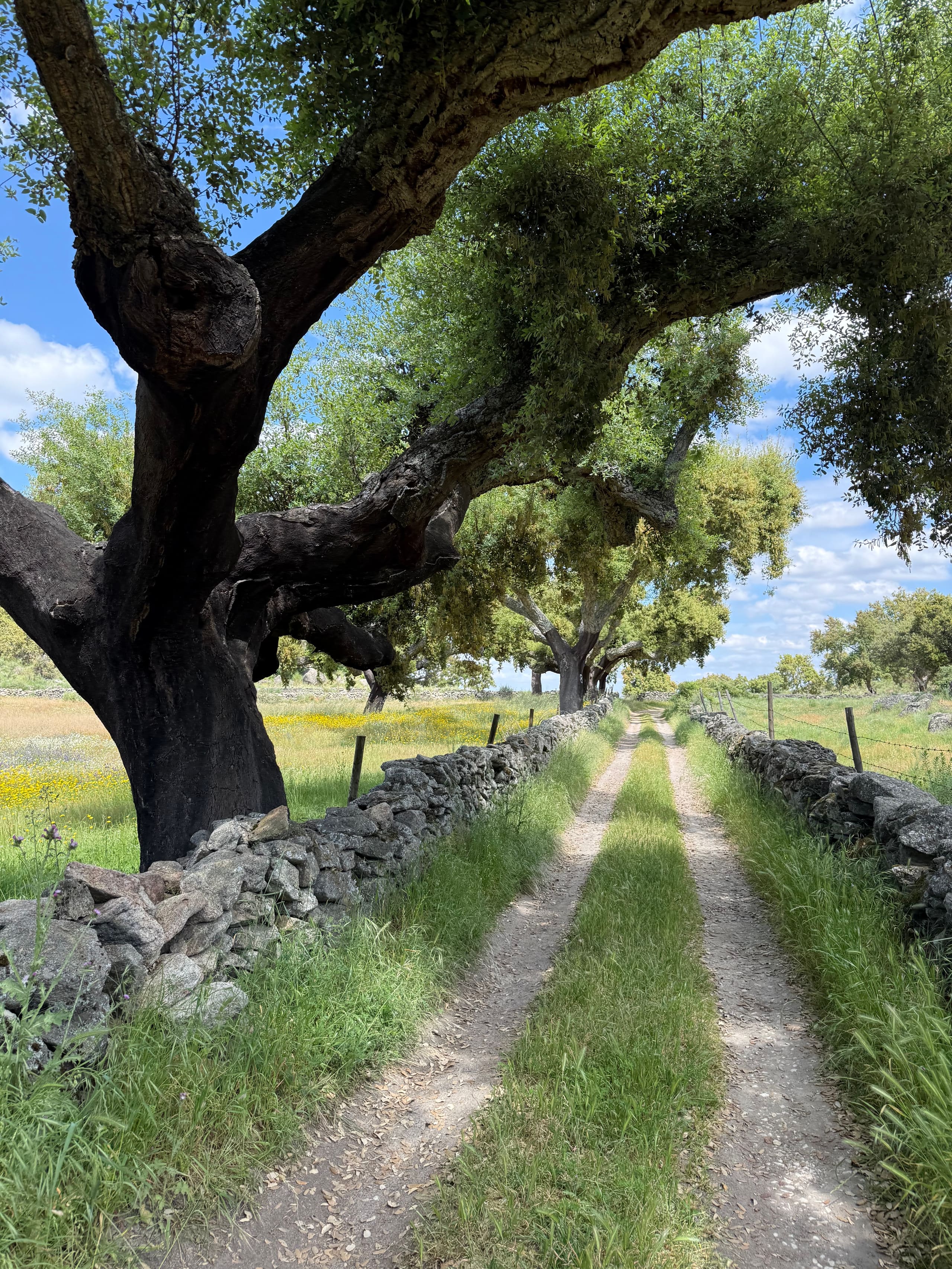 Knorriger Baum überspannt einen von Steinmauern gesäumten Feldweg unter blauem Himmel.