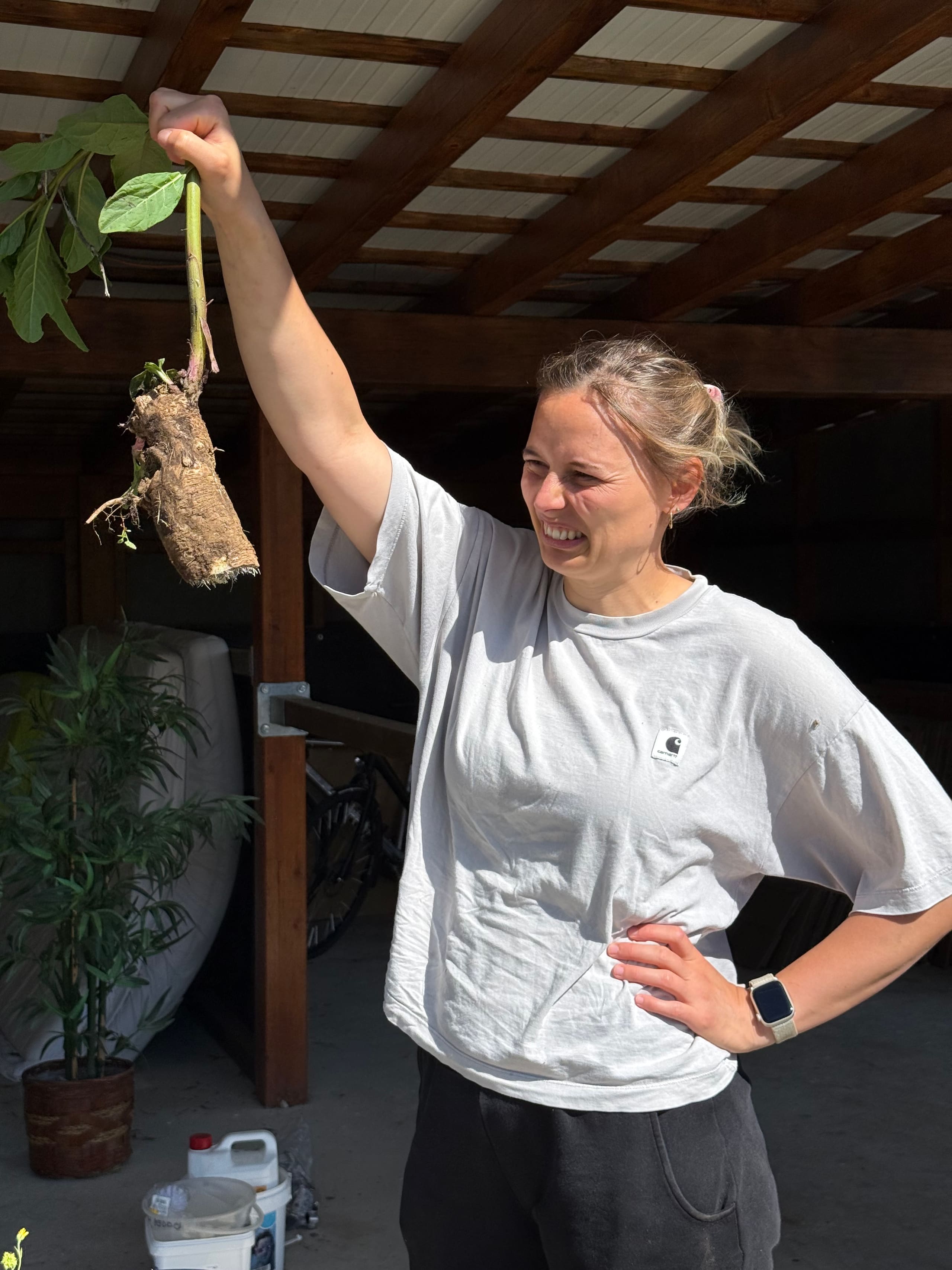 Frau hält lachend eine ausgegrabene Pflanze mit Wurzelballen unter einem Holzdach hoch.